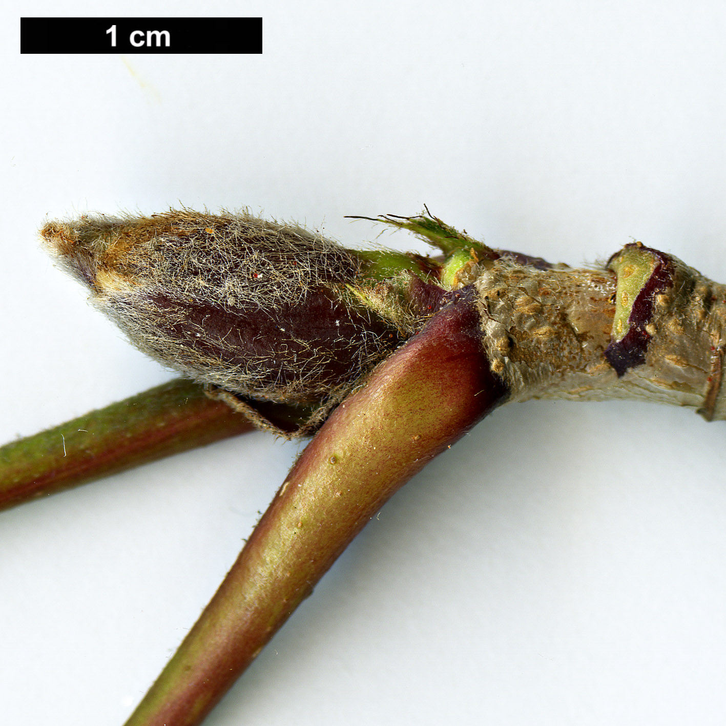 High resolution image: Family: Rosaceae - Genus: Sorbus - Taxon: aucuparia - SpeciesSub: subsp. pohuashanensis